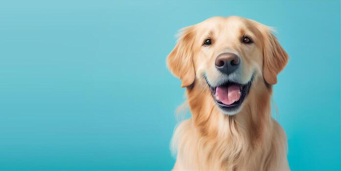 Dogs